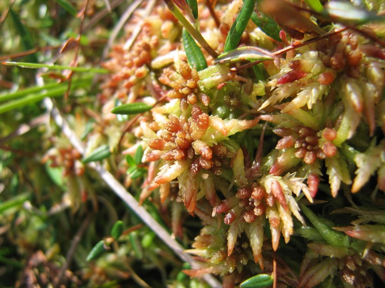 Sphagnum magellanicum